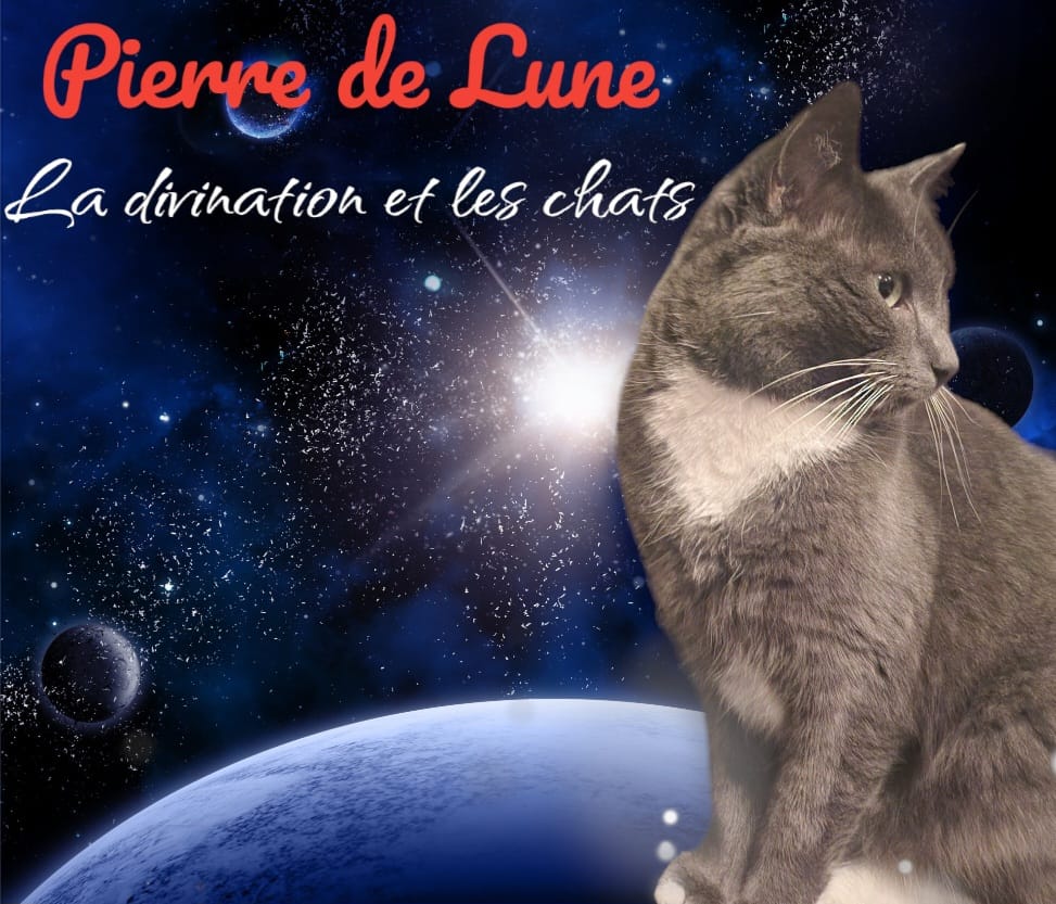 Atelier en ligne : la divination et les chats